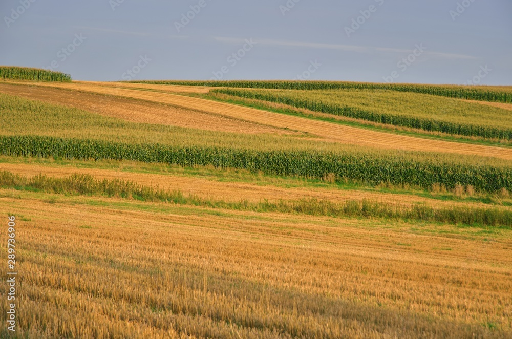 Beautiful summer afternoon landscape. Golden illuminated farmland in the countryside.