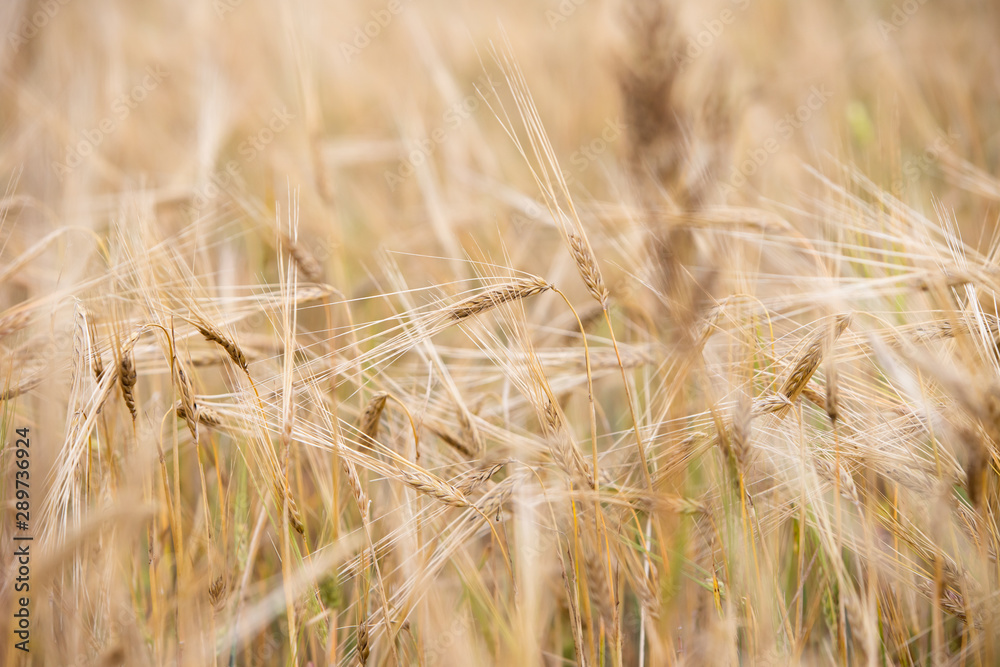 Fototapeta premium Young wheat grows on the field.