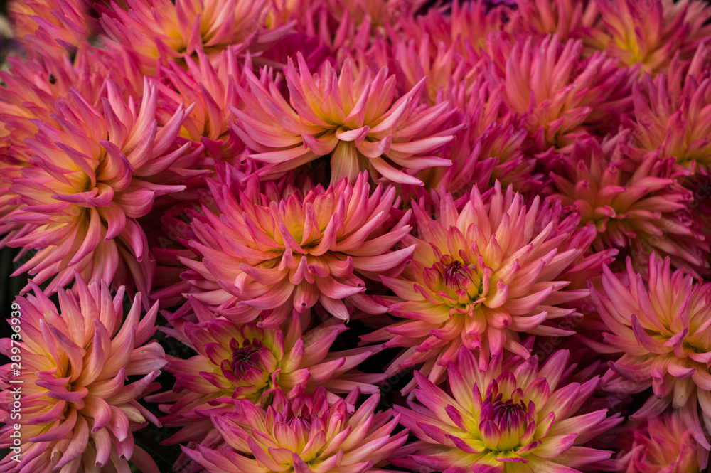 Beautiful flowers of pink orange dahlias on a bush in the garden. Beautiful flowers of pink orange dahlias on a bush in the garden.
