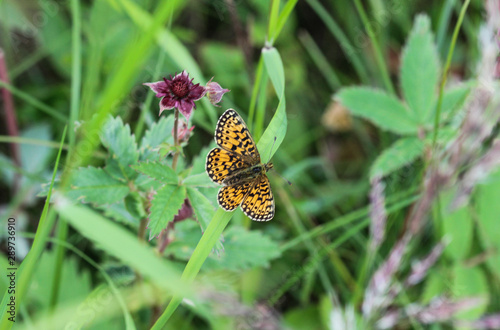 Boloria eunomia, the bog fritillary or ocellate bog fritillary butterfly of the family Nymphalidae