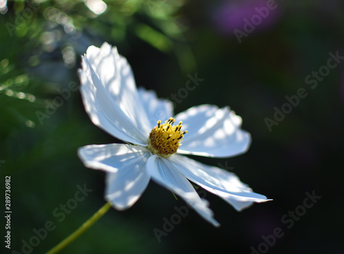 sunlit beautiful white flower