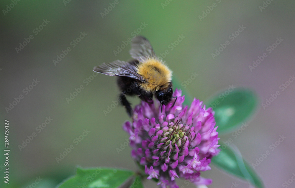Bombus pascuorum bumblebee, the common carder bee on flower Bombus pascuorum bumblebee, the common carder bee on flower
