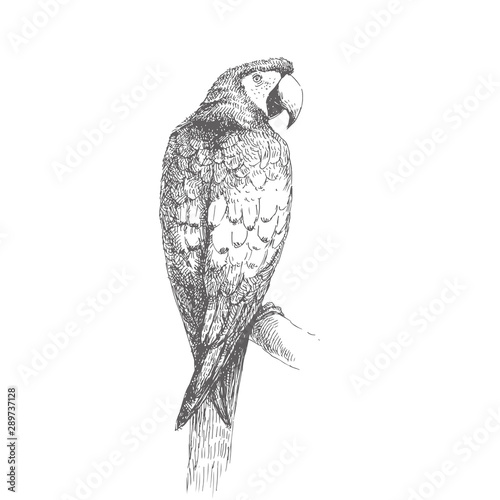 Vector vintage illustration of big ara parrot isolated on white. Hand drawn sketch of tropical bird in engraving style