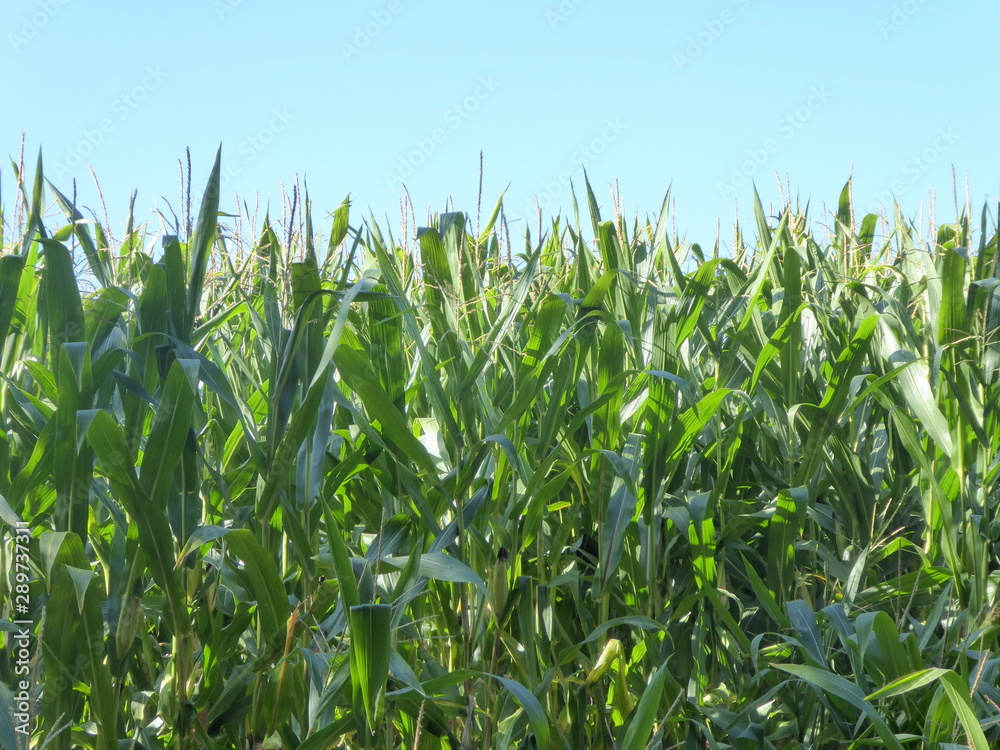 Maisfeld Maisfeld