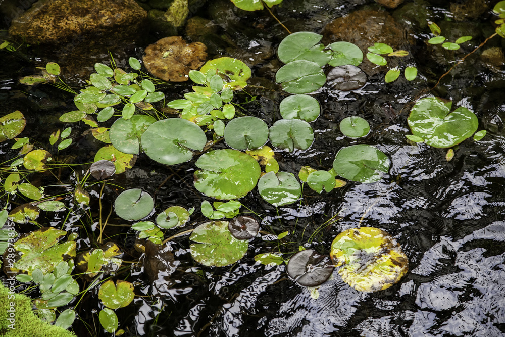 Water lilies in the water Water lilies in the water