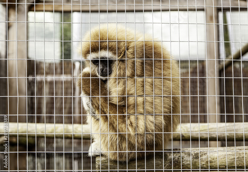 Sad monkey caged