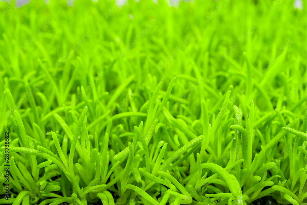 Obraz premium Young green plants in farm field. Agriculture. Cultivation of edible plants.