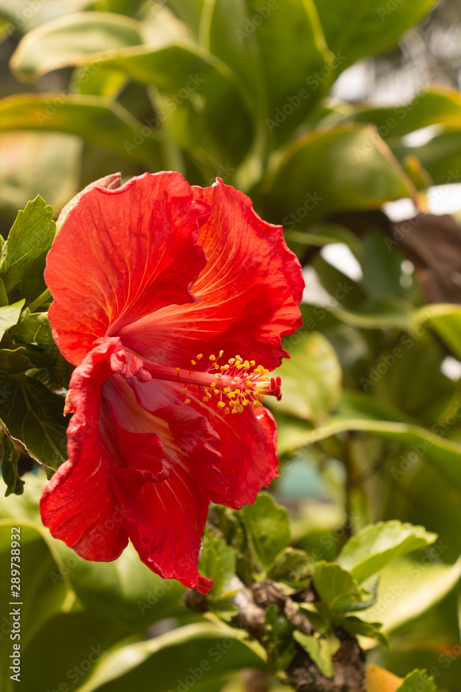 Red Hibiscus Hibisceae  Malvaceae