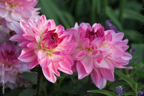 White and magenta flowers