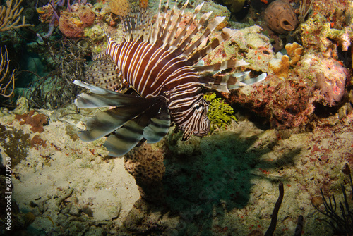 Invasive Lionfish posing above Caribbean coral reef