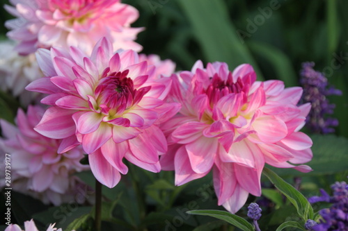 White and magenta flowers