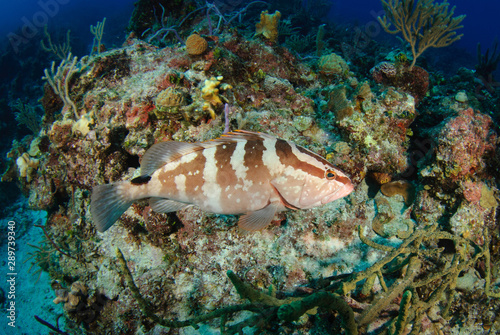 Wide angle view of Nassau Grouper surrounded by colorful reef