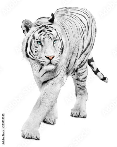 Walking beautiful white tiger on white background