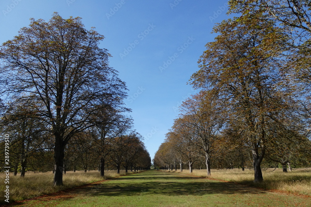 Fototapeta premium Autumn Leaves Avenue