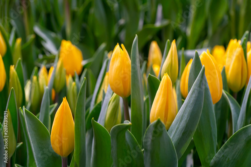 Beautiful yellow tulips. Floral background.