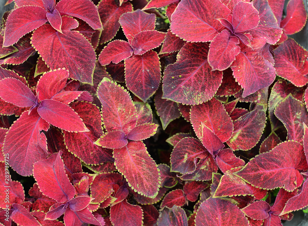 Coleus plant with bright red leaves (red nettle, patchouli)
