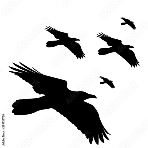 flying black ravens