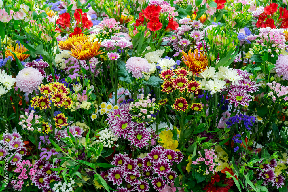 Beautiful decorative colorful plants. Floral background.
