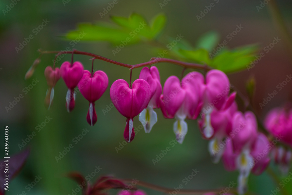 Pink bleeding heart flower,dicentra spectabilis Pink bleeding heart flower,dicentra spectabilis