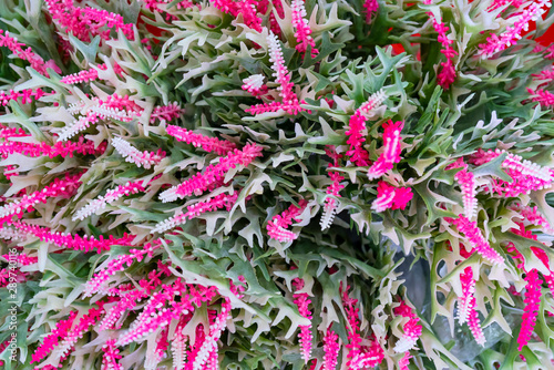 Beautiful decorative colorful plants. Floral background.