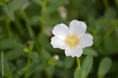 white flower in garden