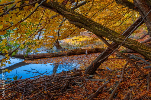Autumn on the shore of a forest lake.