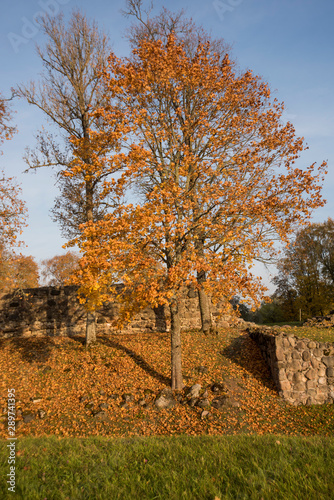 Autumn yellow leaves in nature abstraction. photo