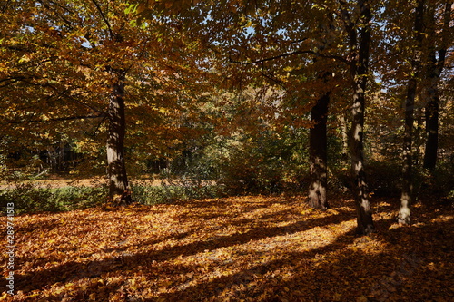 Autumn landscapes in a city park