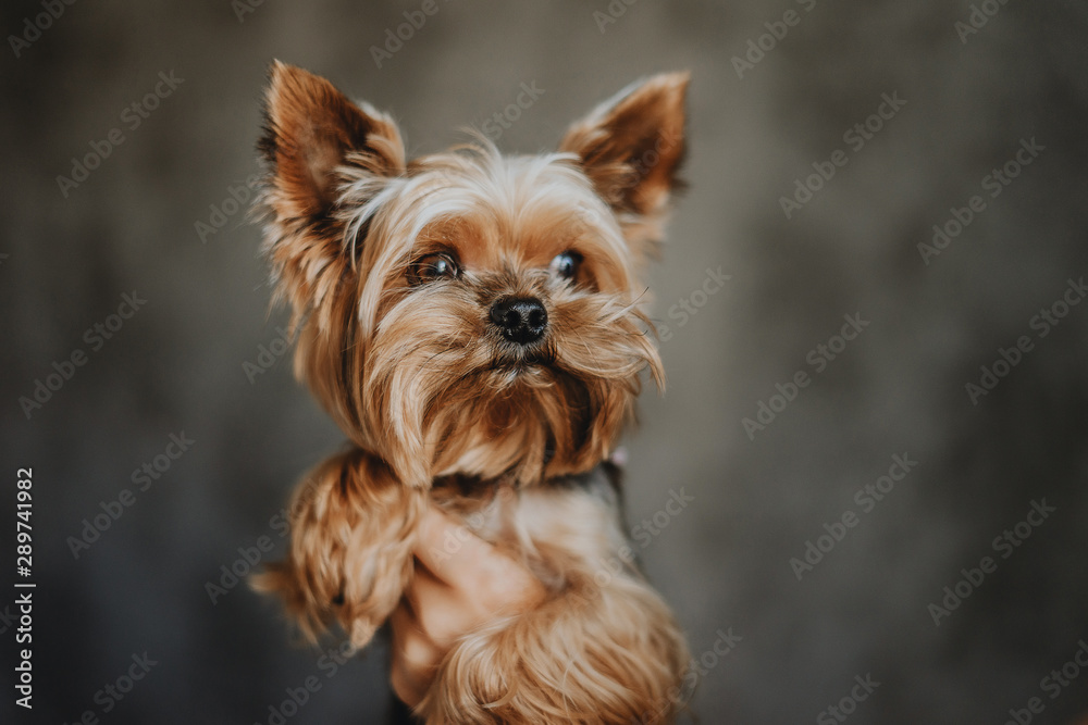 Yorkshire Terrier dog on a gray background Yorkshire Terrier dog on a gray background