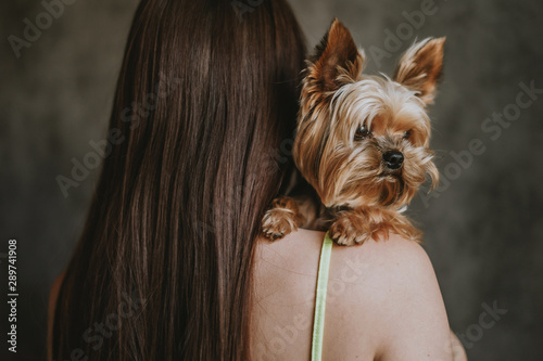 Yorkshire Terrier dog on a girl’s shoulder, vintage tinted