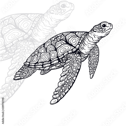 turtle vector illustration, editable and detailed