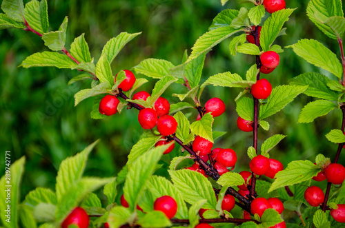 red Nanking Bush Cherry in a garden. Prunus tomentosa photo