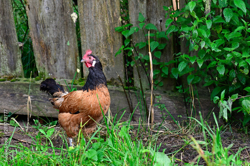 frelaufende Vorwerkhühner / Haushuhn - Vorwerk chicken photo