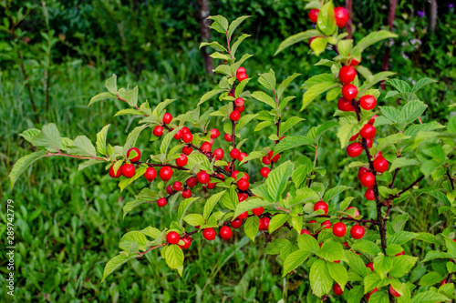red Nanking Bush Cherry in a garden. Prunus tomentosa