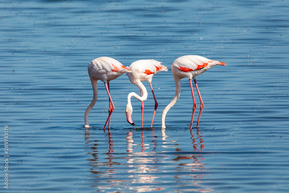 beautiful bird Rosy Flamingo feeding in shallow water, big colony in Walvis Bay reservation, Namibia, Africa Safari wildlife