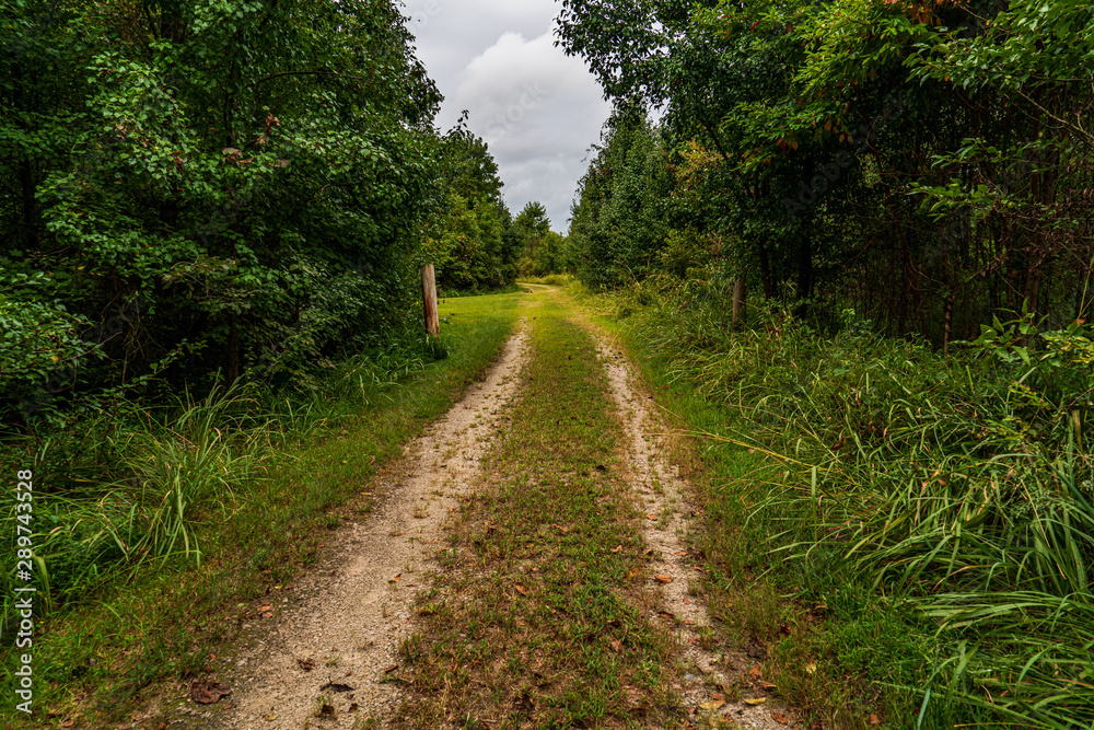 rural road in the forest