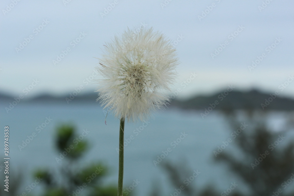 Naklejka premium Dente-de-leão