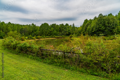 landscape with green fields and trees