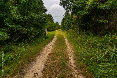 rural road in the forest © Gerard