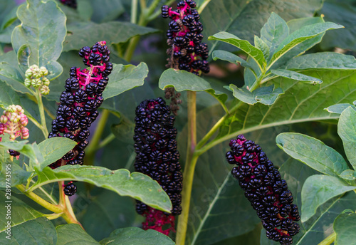 Dark violet, shiny American Fitolaki berries in the midst of green leaves. photo