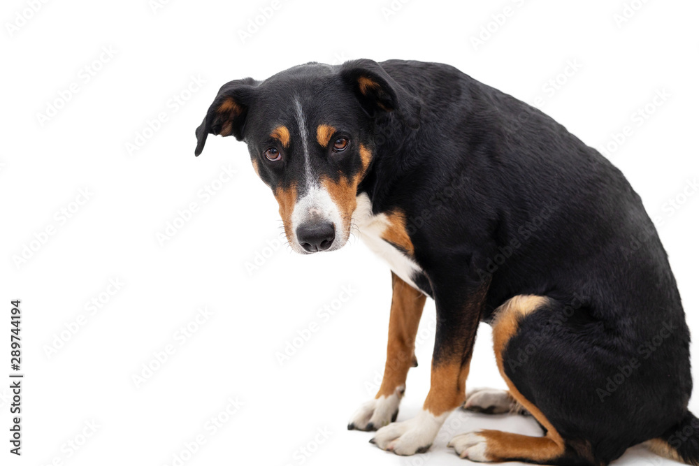 Appenzeller Mountain Dog sitting in front of white background