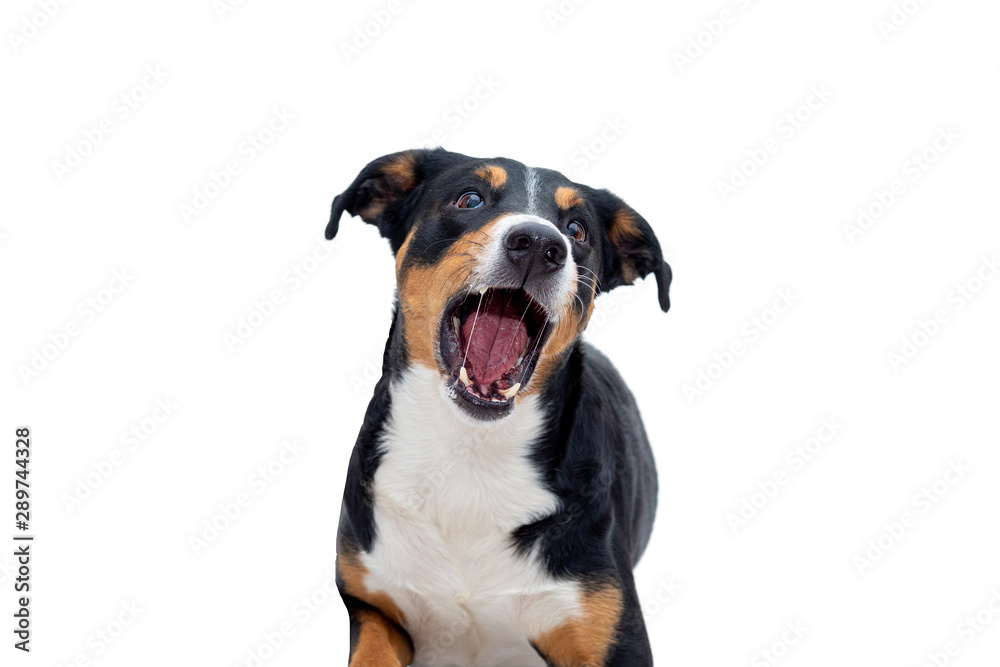 Portrait of Funny Appenzeller mountain Dog catch treats with opened mouth isolated on Black background, Front view