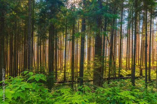 Beautiful forest in Tatra mountains high in the early morning