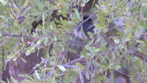 Tropical boubou on tree, Zimbabwe  photo