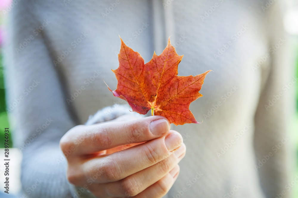 Closeup natural autumn fall view woman hands holding red orange maple leaf on park background. Inspirational nature october or september wallpaper. Change of seasons concept - obrazy, fototapety, plakaty 