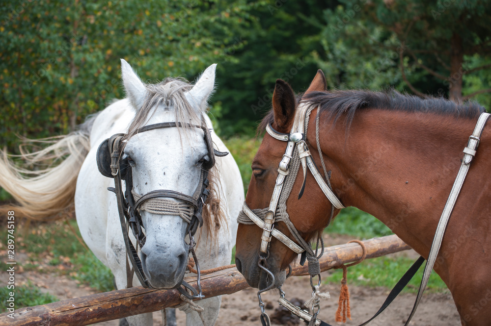 Fototapeta premium Portrait of two beautiful brown and white horse with long mane. Domestic animal in farm. Farm concept