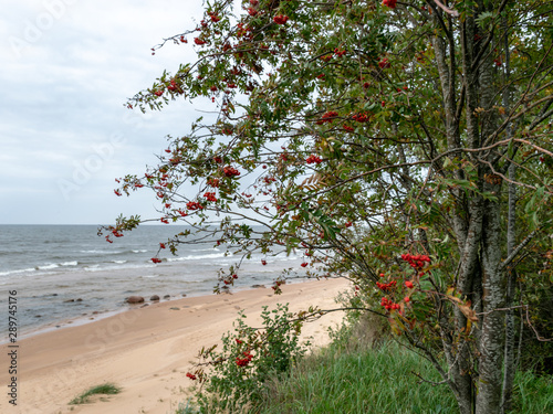 rowan tree with berries on the seashore