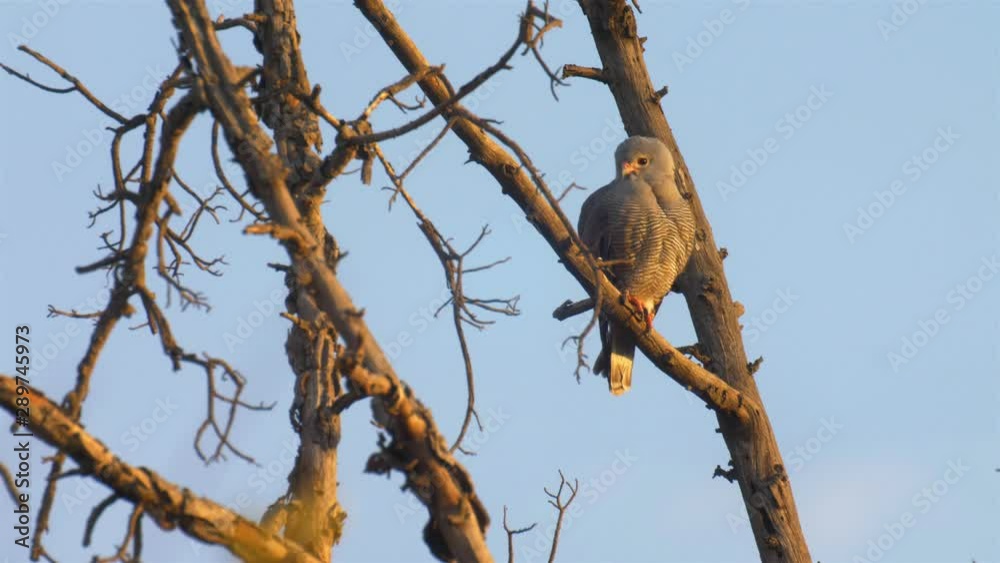 hawk on tree, Victoria falls, Zimbabwe hawk on tree, Victoria falls, Zimbabwe
