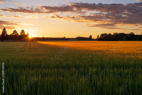 Crop field at sunset © Dejan