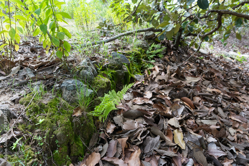 Obraz premium zona arqueologica